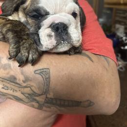 Kangaroo - Brindle female Bulldog puppy in Hastings, Minnesota from Spot On