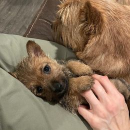 Norwich Terrier Puppies from Yellow Mountain Norwich