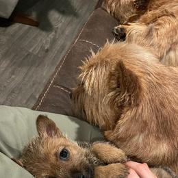 Norwich Terrier Puppies from Yellow Mountain Norwich