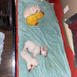 French Bulldog Puppies from Holly Womer