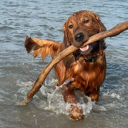 Goldendoodle and Golden Retriever All Grown Up from Seven Oaks Goldens and Doodles