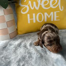 Eve - Dapple female Dachshund puppy in Brandon, Florida from Knights Dachshunds
