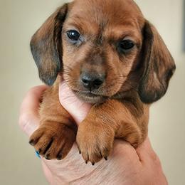 Blueprint K9 K2 Litter Female - Red female Dachshund puppy in Mountain Grove, Missouri from Blueprint K9 Dachshunds- www.BlueprintK9.com