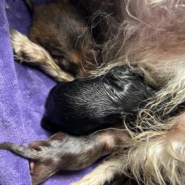 Valor - Black male Pomeranian puppy in Zavalla, Texas from Precious Puff Poms