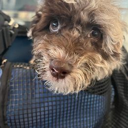 Cockapoo, Double Doodle, Goldendoodle, Poodle, and Shihpoo Puppies from Peace, Love, and Puppies at the Creek