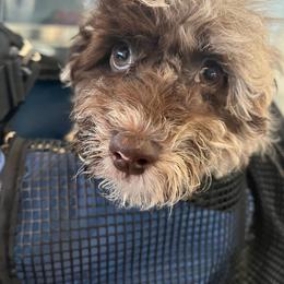 Cockapoo, Double Doodle, Goldendoodle, Poodle, and Shihpoo Puppies from Peace, Love, and Puppies at the Creek