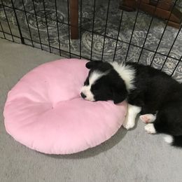 Cardigan Welsh Corgi Puppies from Stornoway Cardigan Welsh Corgis