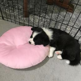 Cardigan Welsh Corgi Puppies from Stornoway Cardigan Welsh Corgis