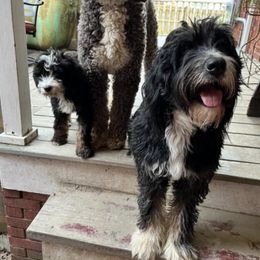 Bernedoodles from Cathy's Bernedoodles