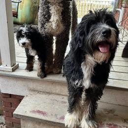 Bernedoodles from Cathy's Bernedoodles