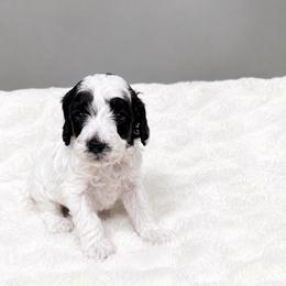 Yellow - Black male Australian Labradoodle puppy in Springfield, Ohio from Dawson & Daryn's Royal Companions
