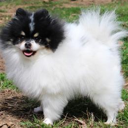 Tate - Pomeranian