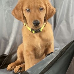 Golden Retriever Puppies from Mountain View Farms - World Class Golden Retrievers