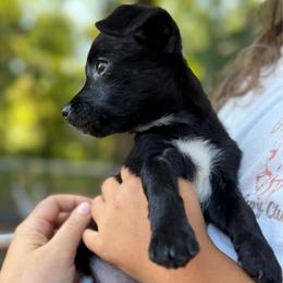 Lola - Black female Yorkipoo puppy in Chattanooga, Tennessee from Joyfull Pals
