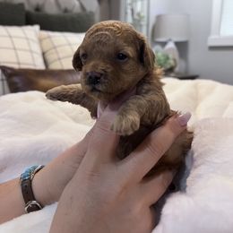 Maltipoo Puppies from Jessica's Maltipoos