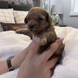 Maltipoo Puppies from Jessica's Maltipoos