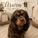 Arwen