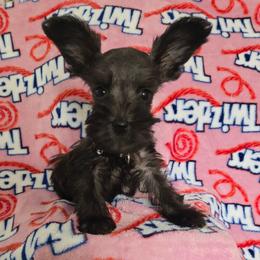 Teddy - Black male Miniature Schnauzer puppy in Titusville, Florida from Alysha's Grandbabies