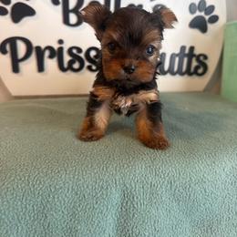 Girl 1 - Black and tan female Yorkshire Terrier puppy in Clermont, Florida from Bella's Prissy Butts