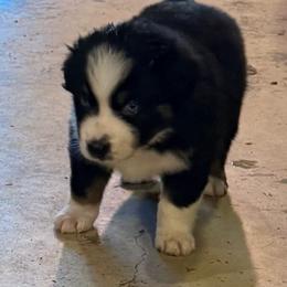 Diamond - Black tri-color female Australian Shepherd puppy in Brownfield, Maine from Misty Feather Aussies