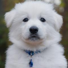 Dark Blue collar - Berger Blanc Suisse puppy in Graham, Washington from Itrek White Swiss Shepherds