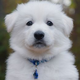 Dark Blue collar - Berger Blanc Suisse puppy in Graham, Washington from Itrek White Swiss Shepherds