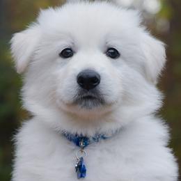Dark Blue collar - Berger Blanc Suisse puppy in Graham, Washington from Itrek White Swiss Shepherds