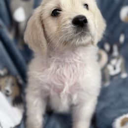 Goldendoodle, Golden Retriever, Poodle, and Shih Tzu Puppies from Platinum Paws Puppies