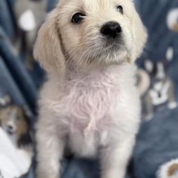 Goldendoodle, Golden Retriever, Poodle, and Shih Tzu Puppies from Platinum Paws Puppies