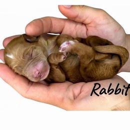 Rabbit - Red female Australian Labradoodle puppy in Upland, California from Kings Labradoodles
