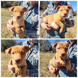Boy 4 - Red male Australian Kelpie puppy in Bradford, Arkansas from Cedar Rock Heelers and Kelpies