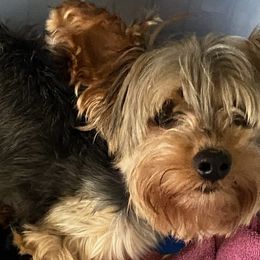 Yorkshire Terriers from Howell’s Pups