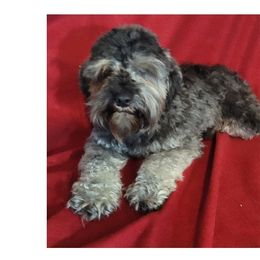 Carly - Miniature Schnauzer