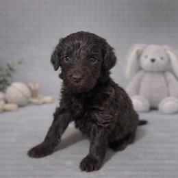 Max Mayfield - Brown female Bernedoodle puppy in Bennett, Colorado from Darling Paws, LLC