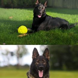 German Shepherd puppies from Vom Grenze Stadt German Shepherd Dogs
