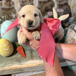 Louise - Cream female Dachshund puppy in Ville Platte, Louisiana from Cajun Pawfection