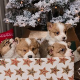 Cardigan Welsh Corgi and Pembroke Welsh Corgi Puppies from Corgi 4 Christ