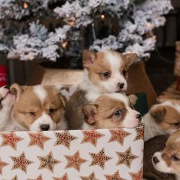 Cardigan Welsh Corgi and Pembroke Welsh Corgi Puppies from Corgi 4 Christ