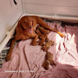 Vizsla Puppies from Sierra Vizslas