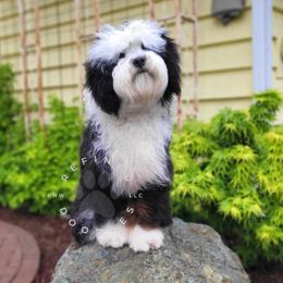 Karl - Bernedoodle