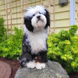 Karl - Bernedoodle