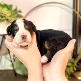 Bernedoodle Puppies from Coco Avenue Pups