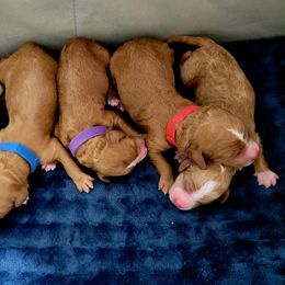 Australian Labradoodle Puppies from Lindsey's Loving Labradoodles
