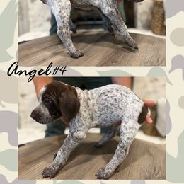 German Shorthaired Pointer Puppies from German Shorthaired Pointers - Golden CO