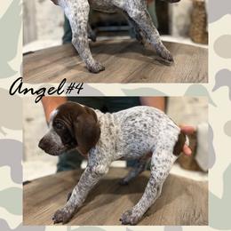 German Shorthaired Pointer Puppies from German Shorthaired Pointers - Golden CO