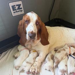 Girl 2 - Red and white female Basset Hound puppy in Guys Mills, Pennsylvania from Hidden Heart Basset Hounds