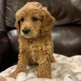 DUCKY - Brown and white male Cockapoo puppy in Bristow, Oklahoma from 10-Acre Woods Cockapoos