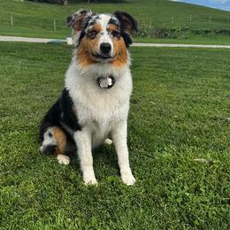 Australian Shepherd puppies from Aussies Of Circle H