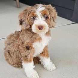 Gloria - Merle female Bernedoodle puppy in Glenford, Ohio from Mi-De Doodles