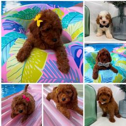 Cavapoo puppies from DoodleForever